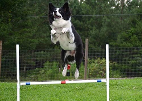 Dog Agility Equipment Deluxe Beginner Set, 3 Bar Jumps, 6 Weave Poles, 1 - Image 6