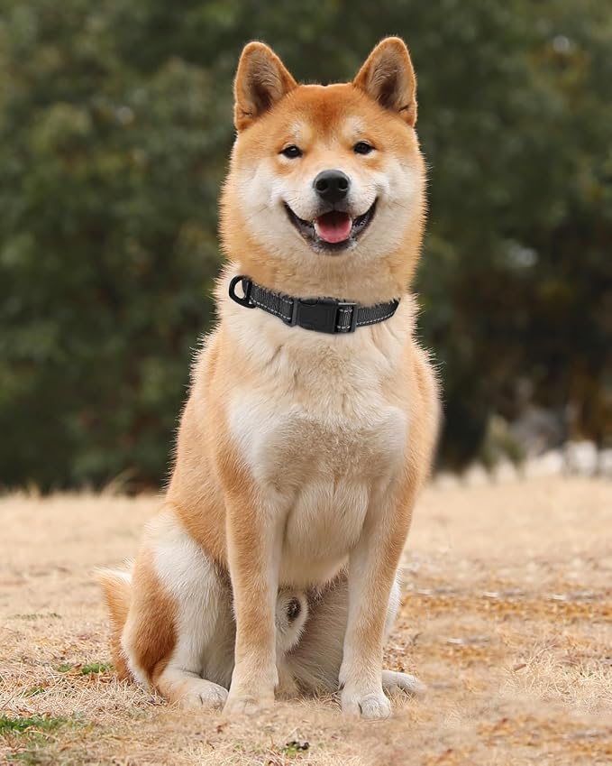 TagME Dog Collars, Adjustable Reflective Nylon Pet Collar - Image 2
