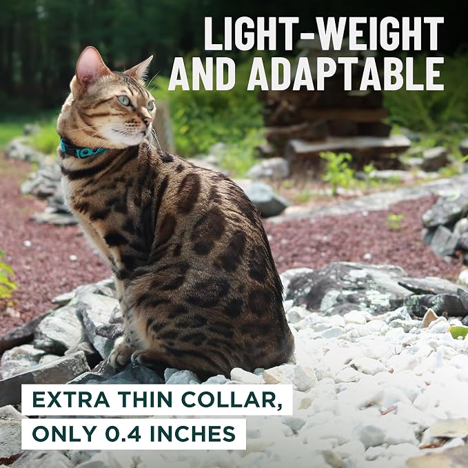 OutdoorBengal Black Breakaway Kitten Collar - Image 6